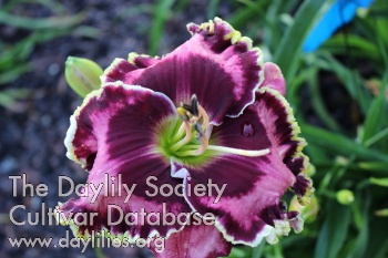 Daylily Picasso's Intrigue
